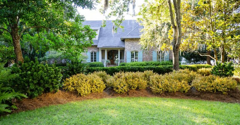 Where to Plant Abelia: Best Location & Site Selection Guide