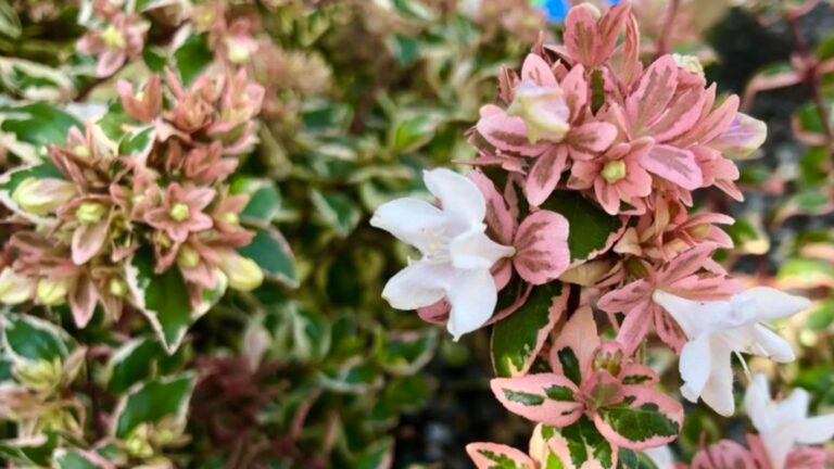 When to Plant Abelia: Seasonal Timing Guide for Success